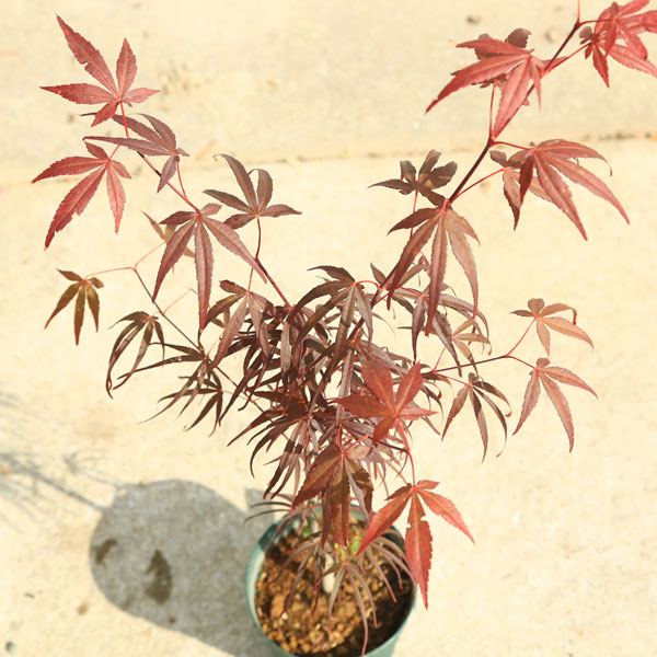 庭木・植木 庭木苗：赤七五三モミジ（あかしちごさんもみじ） もみじ