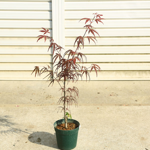 庭木・植木 庭木苗：赤七五三モミジ（あかしちごさんもみじ） もみじ