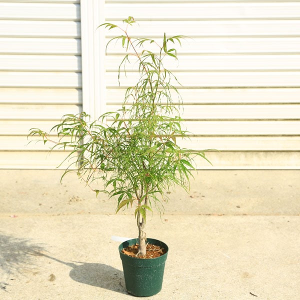 ���ڡ����ڡ� �����ġ��פλ��ߥ��ʤ��ȤΤ��Ȥ�ߤ��ˡ���ߤ������ա��Хݥåȡ�