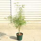 ڡڡ ġפλߥʤȤΤȤߤˡߤաХݥåȡ