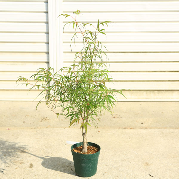 庭木・植木 庭木苗：琴の糸モミジ（ことのいともみじ） もみじ 紅葉 緑