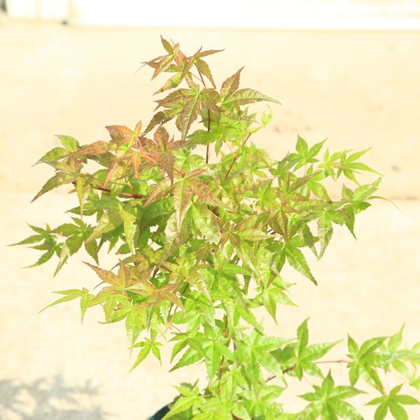 庭木・植木 庭木苗：血汐モミジ（千染もみじ）*ちしお ちぞめ チシオ