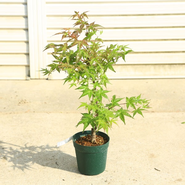 現品発送】チシオモミジ 血潮紅葉 樹高0.9-1.5m(根鉢含まず