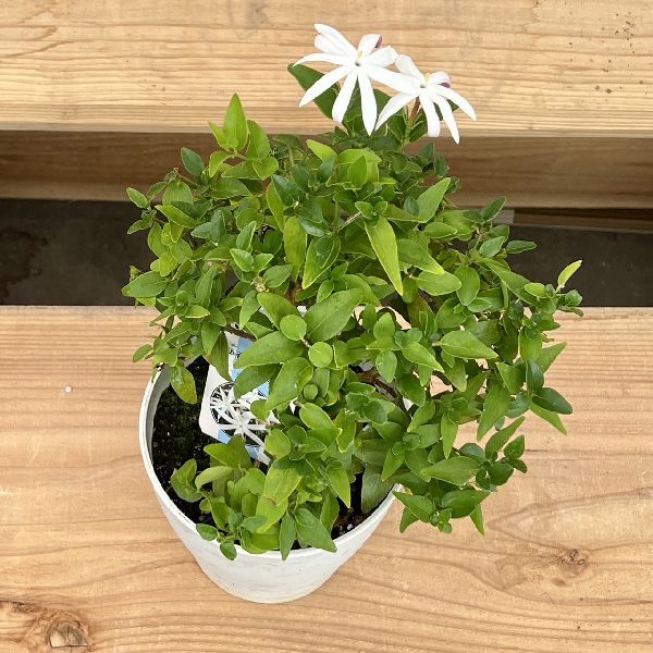 その他観葉植物 jasmine 観葉植物 ドラセナ ソング オブ ジャマイカ 8号 ラッシュ