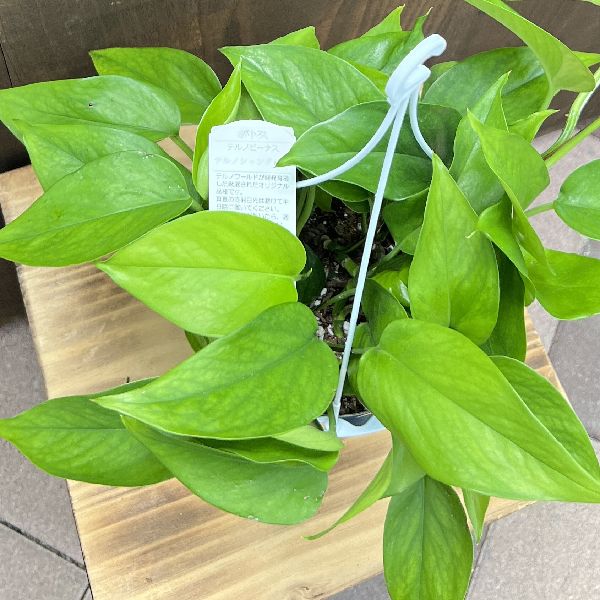 おしゃれ 観葉植物：ポトス テルノビーナス*5号 吊り鉢 | 観葉植物