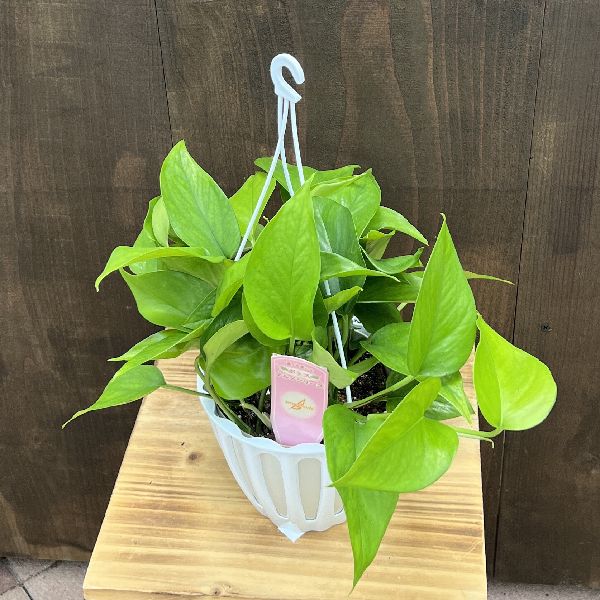 おしゃれ 観葉植物：ポトス テルノビーナス*5号 吊り鉢 | 観葉植物