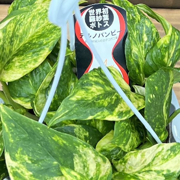 おしゃれ 観葉植物：ポトス テルノバンピー*5号 吊り鉢 | 観葉植物