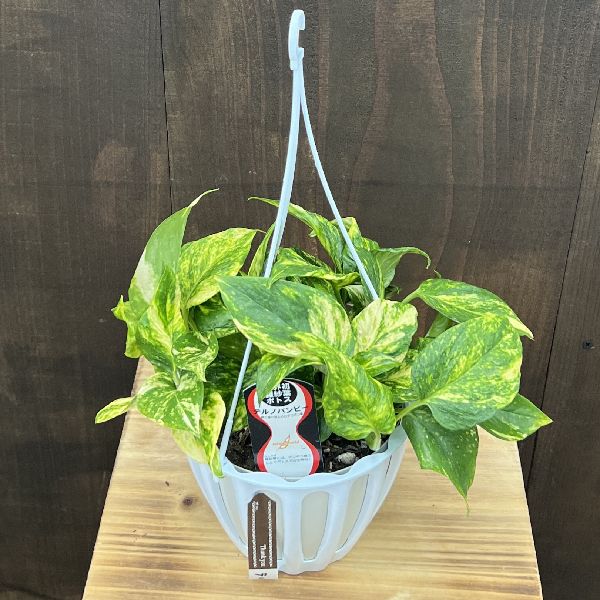 おしゃれ 観葉植物：ポトス テルノバンピー*5号 吊り鉢 | 観葉植物