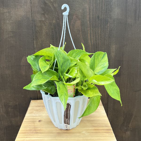 観葉植物：ポトス テルノカーニバル*5号 吊り鉢 | 観葉植物,吊り鉢