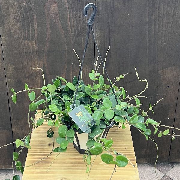 おしゃれ 観葉植物：ホヤ マチルダ*吊り鉢 5号 | 観葉植物 | 遊恵盆栽 本店