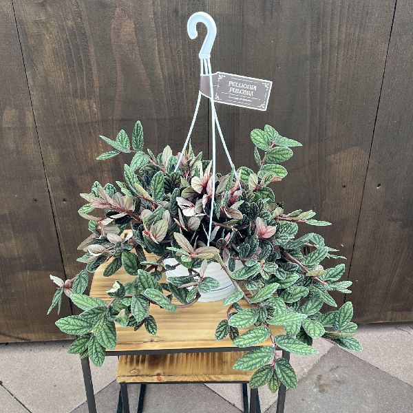 おしゃれ 観葉植物：ペリオニア プルクラ*5号 吊り鉢 | 観葉植物 