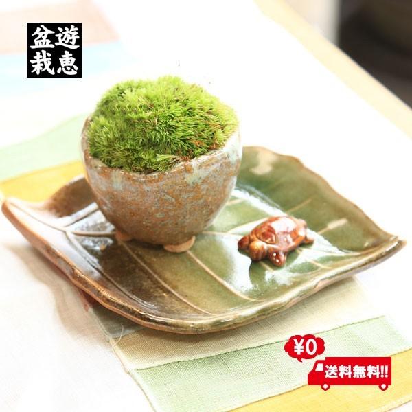 苔盆栽：長寿苔鉢*長寿亀＆受け皿付【送料無料】 | ミニ・小品盆栽,苔