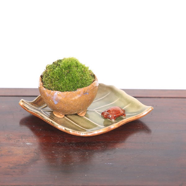 天然苔 bonsai hq720.jpg?sqp=-