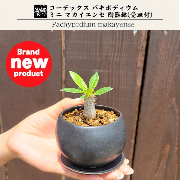 マカイエンセ 陶器鉢付き マカイエンセ 陶器鉢付き
