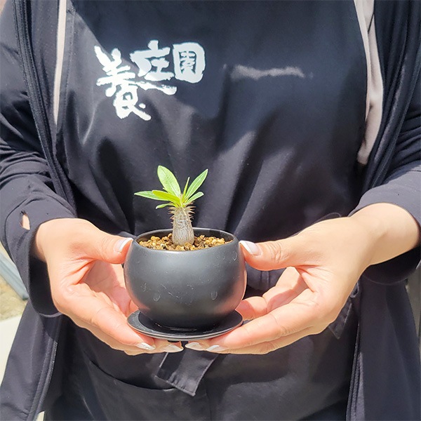 マカイエンセ　陶器鉢付き コーデックス：パキポディウム ミニ マカイエンセ 陶器鉢