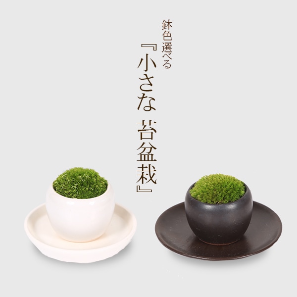 盆栽 鉢色選べる：小さな苔盆栽*＜丸陶器鉢＞受け皿付き ヤマゴケ山苔