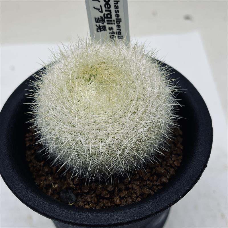 サボテン 雪晃♡抜き苗(^○^) 楽天市場】黄雪晃 : さぼてん＆たにく とげ家