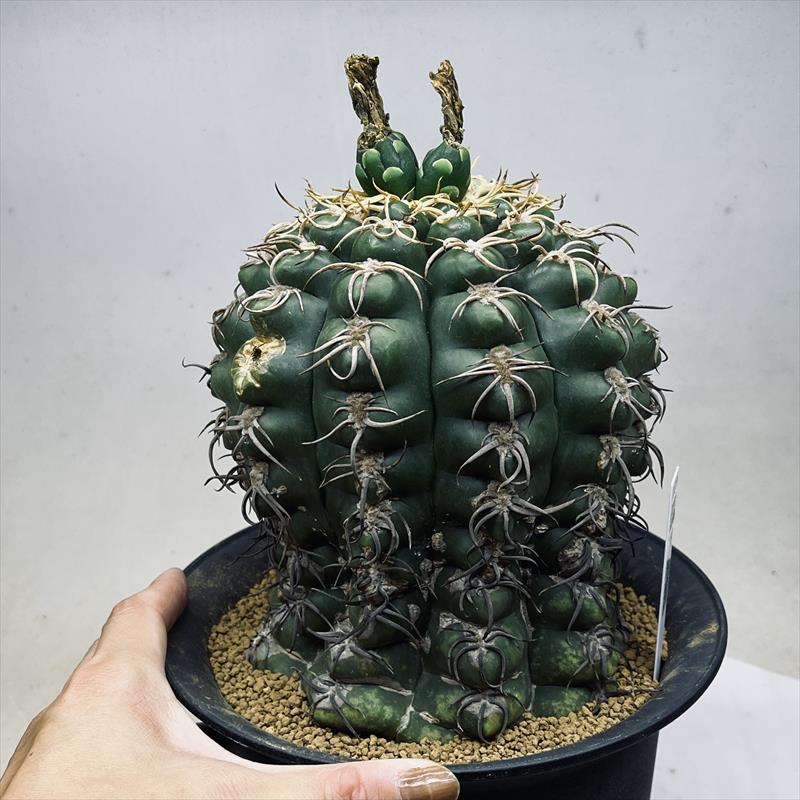 超特大　ギムノカリキウム　リオグラデンセ　希少種　陶器鉢のまま発送　サボテン s8090v.jpg