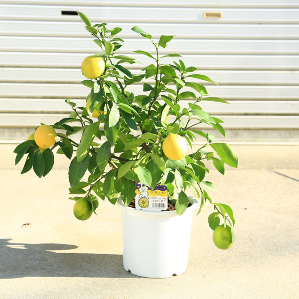 ���ڡ����ڡ��̼������ڡ��Ȥ��ʤ�����ʥ����ꥢ���*�ȥ��ʤ����󡡥����ꥢ��������������ݦݨ����*������50������ݥåȡ�