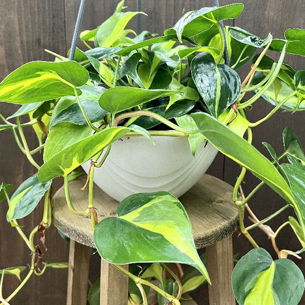 おしゃれ 観葉植物 ：フィロデンドロン ブラジル*白丸吊り鉢