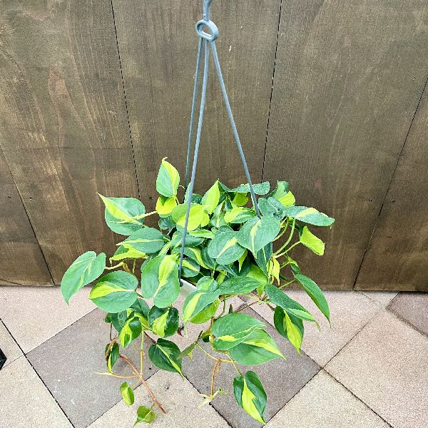 【ブラジル】デンドライト石板額　花草化石　DENDRITOS DO BRAZIL デンドライト（樹枝状晶、忍石）- Dendrite ｜ ハッピーストーンズ