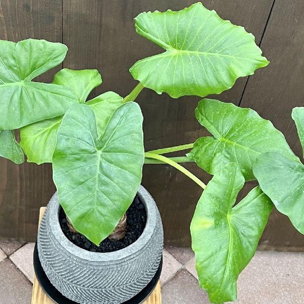 おしゃれ 観葉植物：クワズイモ3本寄せ 鉢植え*受皿付 | 観葉植物