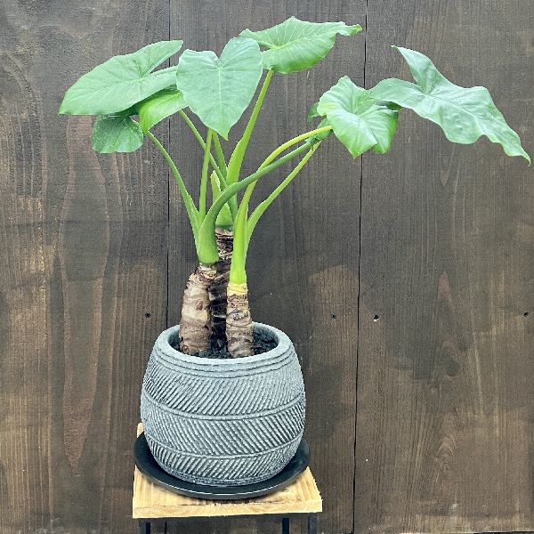 おしゃれ 観葉植物：クワズイモ3本寄せ 鉢植え*受皿付 | 観葉植物