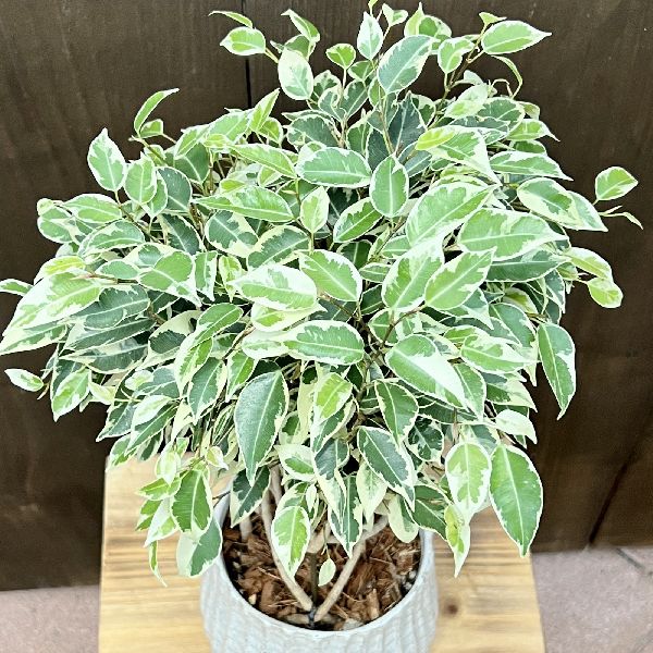 おしゃれ 観葉植物：フィカス ベンジャミン スターライト タワー鉢植え