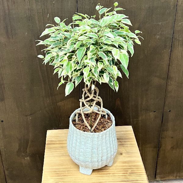 観葉植物:フィカス ベンジャミン スターライト 鉢植え*4号 タワー