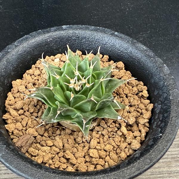 サボテン：オブゴレニア 帝冠 実生*S 幅4cm ☆赤松実生 | サボテン