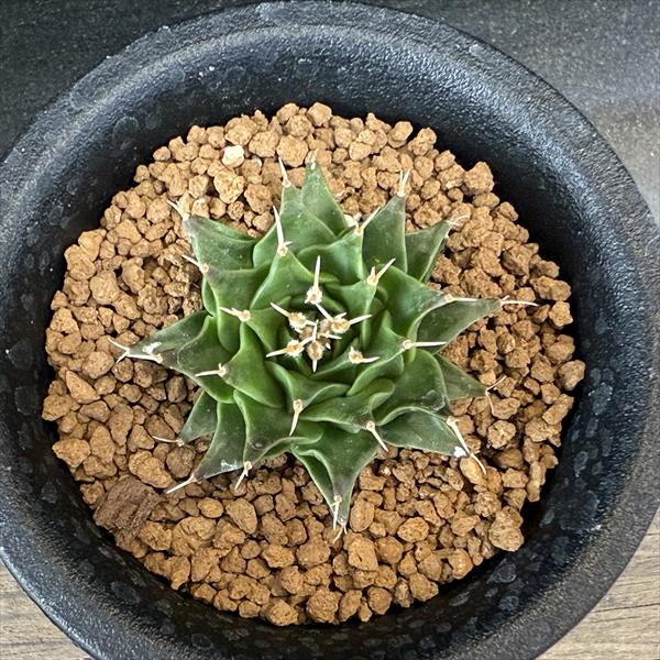サボテン：オブゴレニア 帝冠 実生*S 幅4cm ☆赤松実生