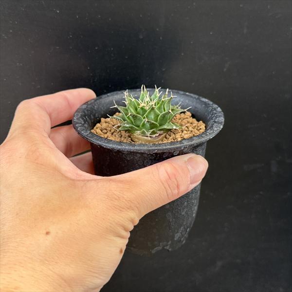 サボテン：オブゴレニア 帝冠 実生*S 幅4cm ☆赤松実生 | サボテン