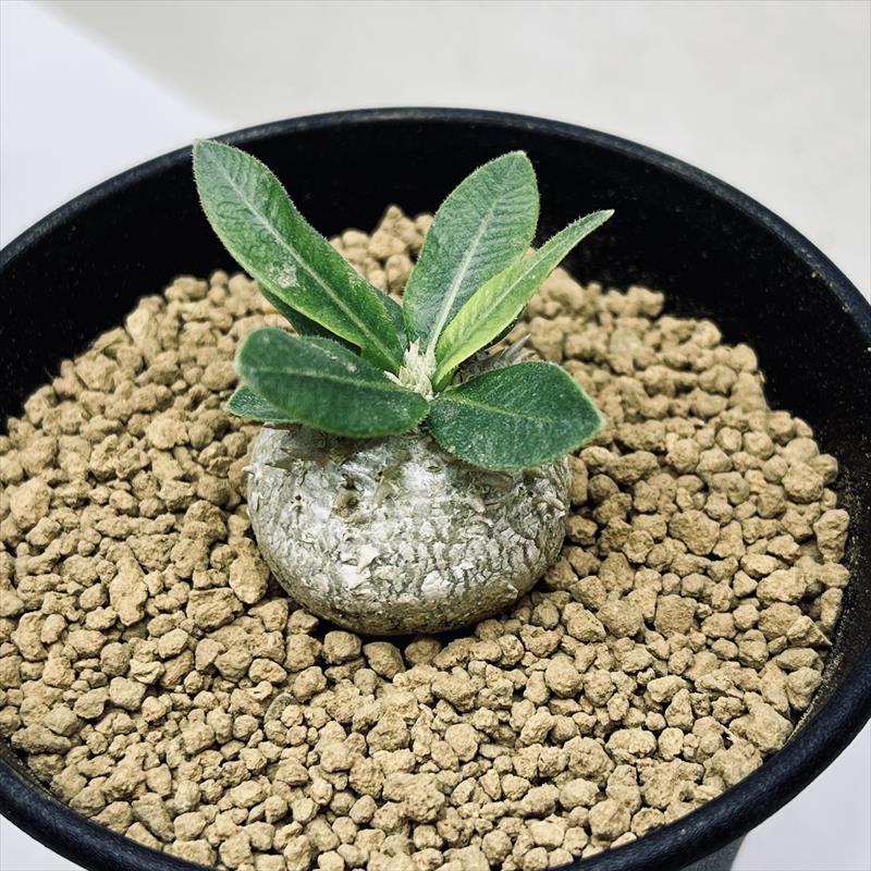 �����ǥå������ѥ��ݥǥ����ࡡ������Ф� ������L*������3���