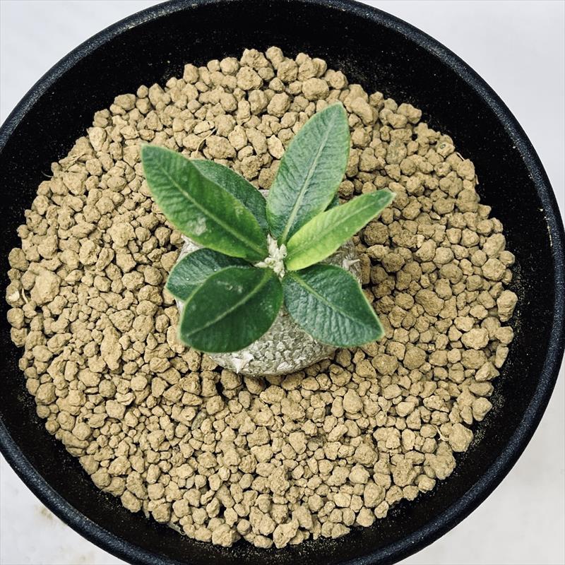 コーデックス：パキポディウム 恵比寿笑い 実生 L*塊根幅3cm