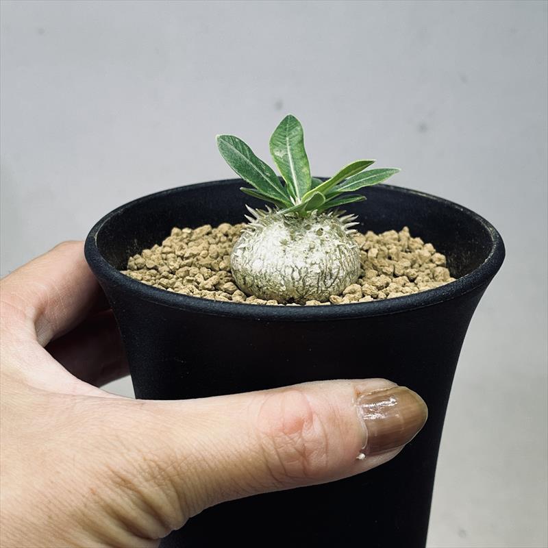パキポディウム　ブレビカウレ　恵比寿笑い　塊根植物　コーデックス 楽天市場】パキポディウム・ブレビカウレ 恵比寿笑い 9cm鉢