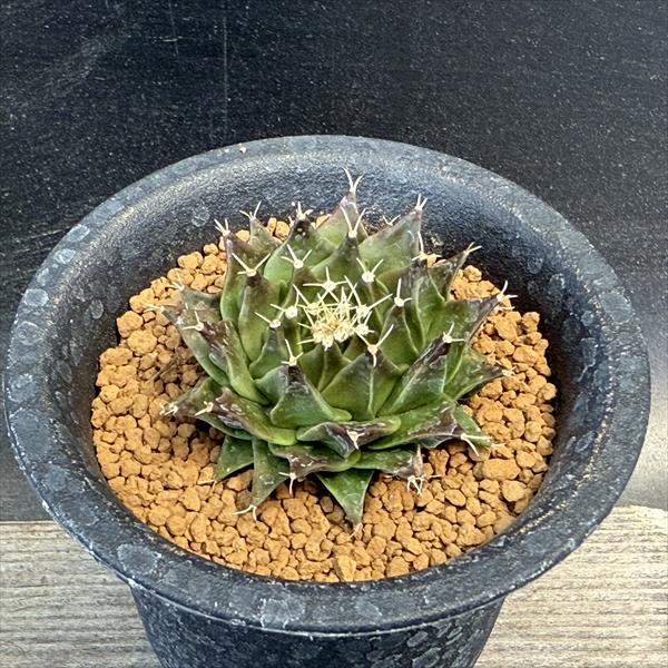  ���ܥƥ󡧥��֥���˥����봧������*M����4.5cm�����־�����