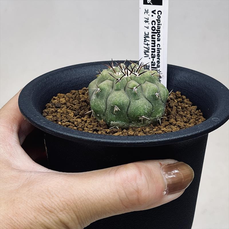 サボテン：コピアポア コルムナアルバ 孤竜丸*M 幅4cm ☆赤松