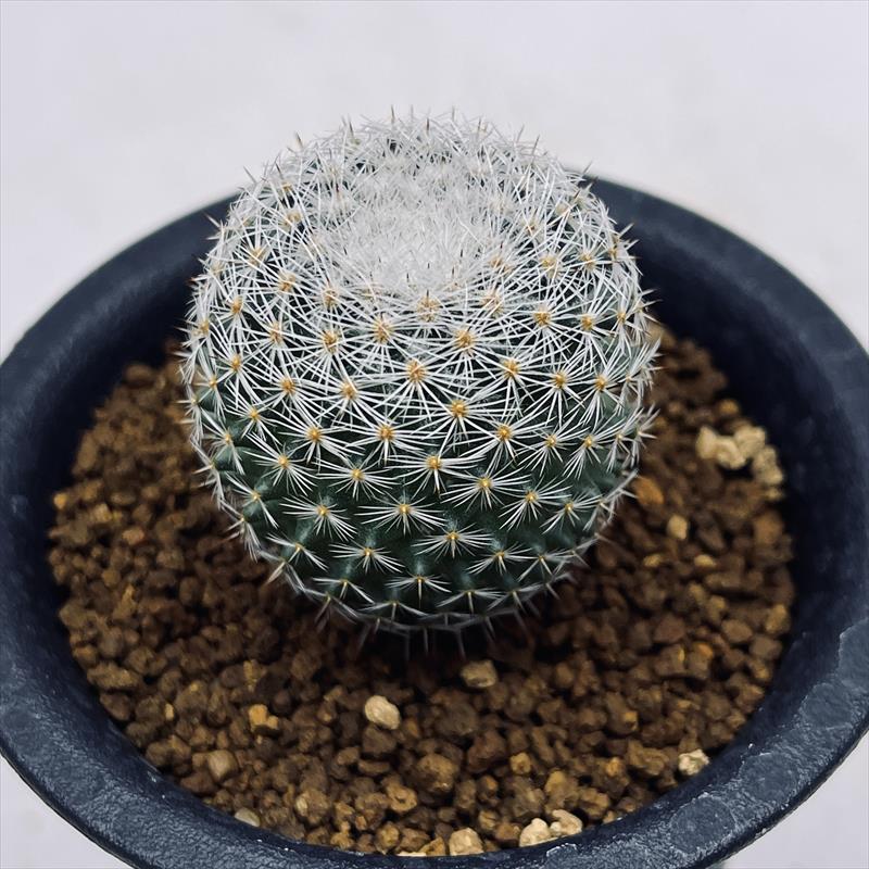 サボテン：マミラリア 白玉殿*S 幅3cm ☆赤松実生 | サボテン＆多肉