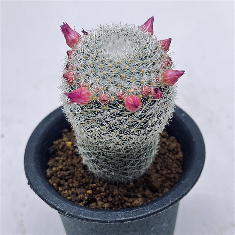 サボテン：マミラリア 白玉殿*M 幅4.5cm ☆赤松実生 | サボテン