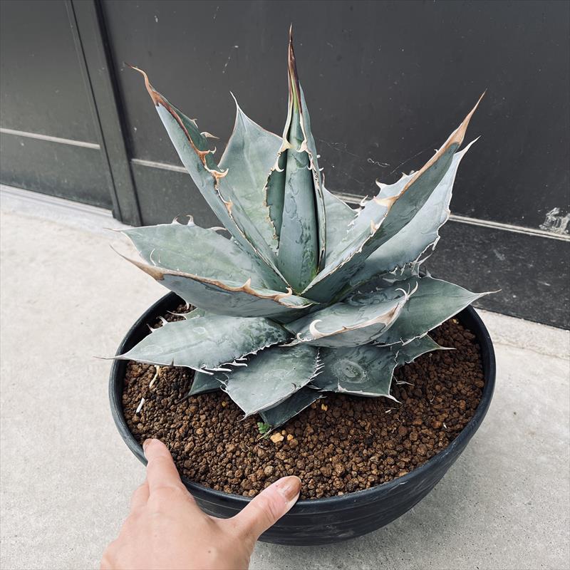 ユ9166 「多肉植物」アガベ チタノタ ホワイトアイス【畑に地植え株・Agave titanota \'White Ice\'】