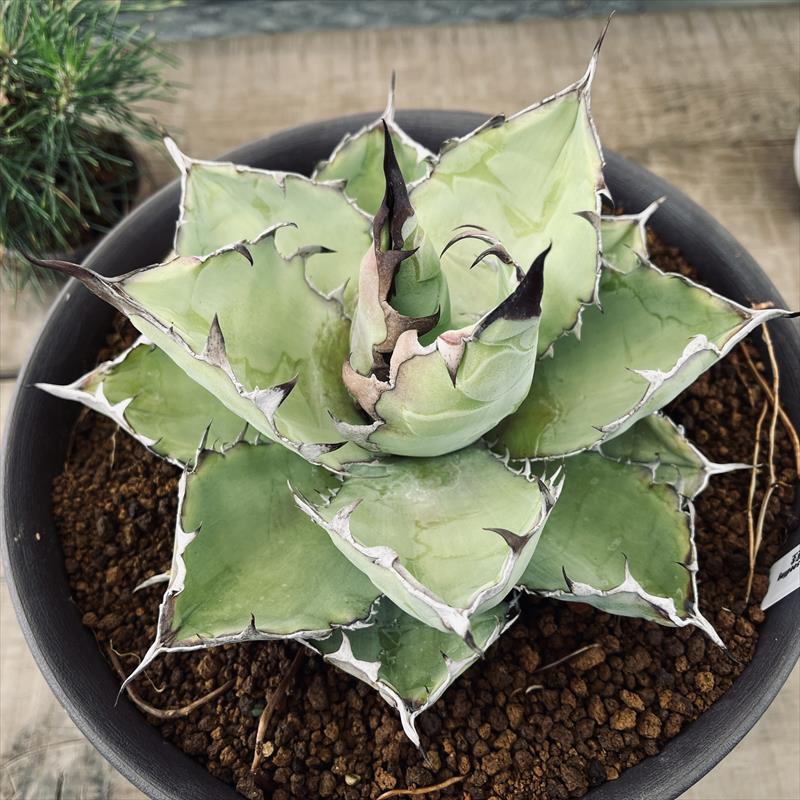 小型アガベ 多肉植物 灰色 アガベの種類を紹介します | AONOKI【沖縄最大