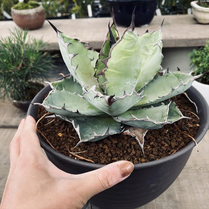 アガベチタノタ　ブラックアンドブルー　多肉　寄せ植え　流木 アガベチタノタ ブラックアンドブルー 多肉 寄せ植え 流木 アガベ