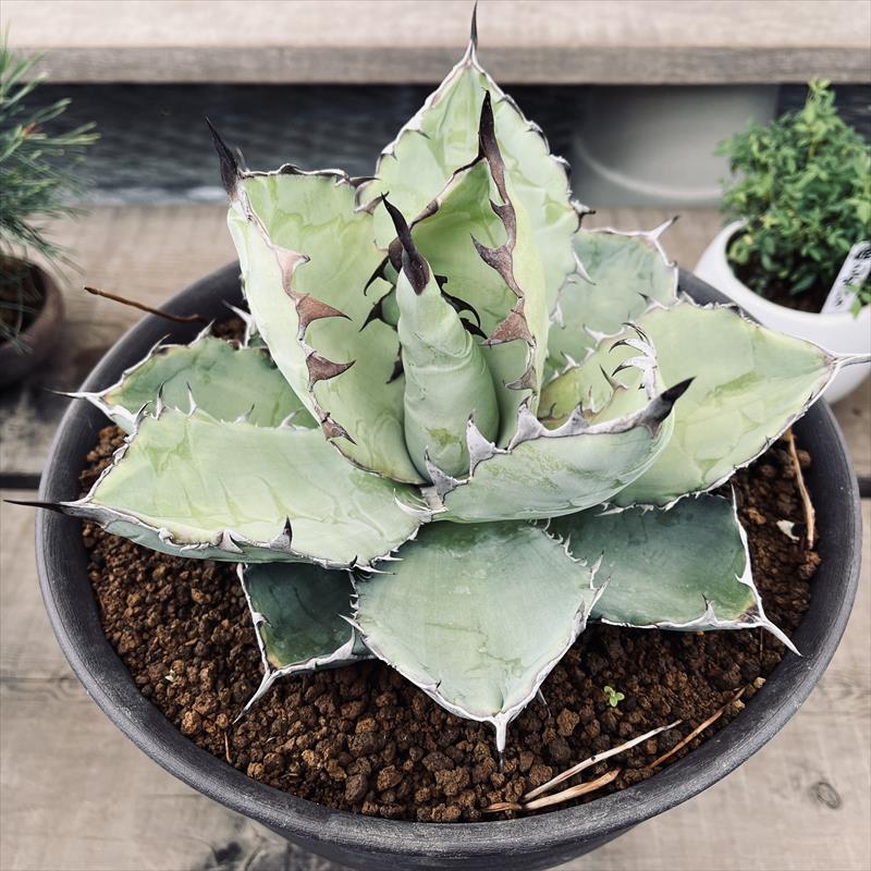 専用　80株セット！アガベチタノタ　実生　多肉植物 専用 80株セット！アガベチタノタ 実生 多肉植物