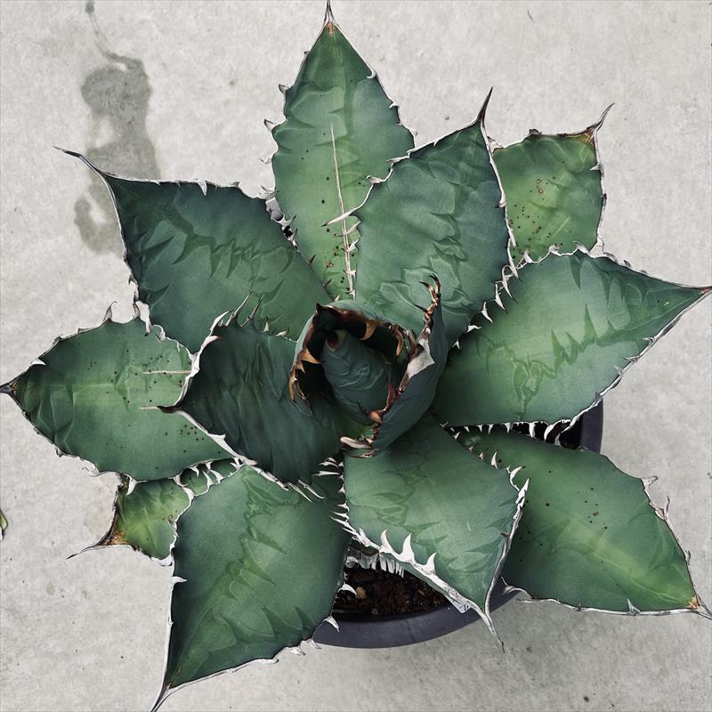 大きいアガベ 植物 ✨✨Dennis051✨✨ ぶっと〜いバンドと鋸歯が特徴の品種 お豆