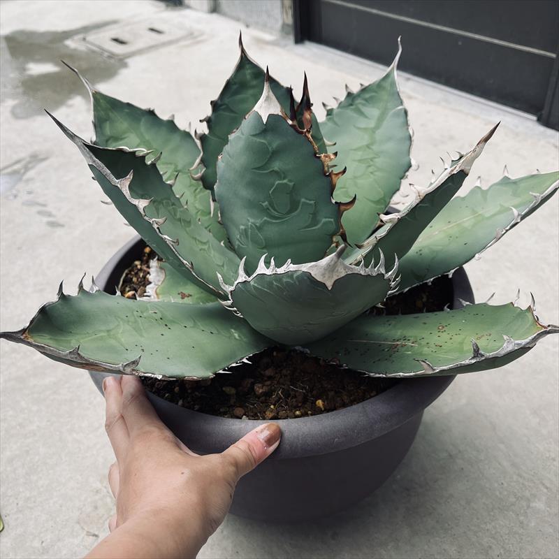 多肉植物：アガベ チタノタ*幅45cm 現品！一品限り | サボテン＆多肉