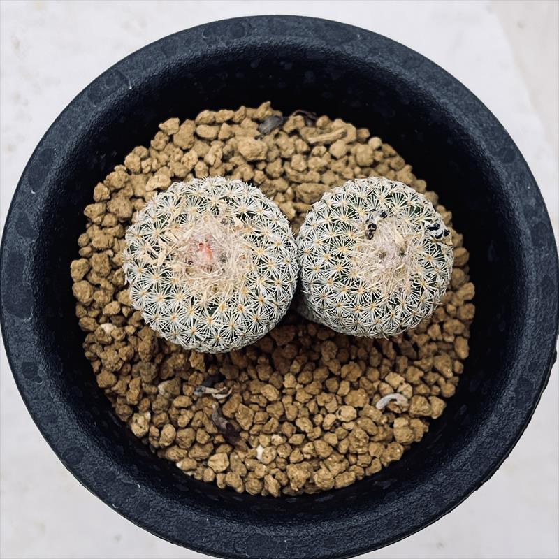 サボテン　特白多毛かぐや姫　カキ仔　径18.0cm サボテン：エピテランサ かぐや姫*2頭 全幅5ｃｍ | サボテン＆多肉植物