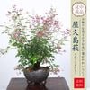 �ߺϡ���������(���ھ�ȭ��*��2026ǯ���ֽ�λ��Ϥ��ϥ���ȭ���� ȭ�� �ˤ� ���ե� gift �������� ��� �ˤ�bonsai