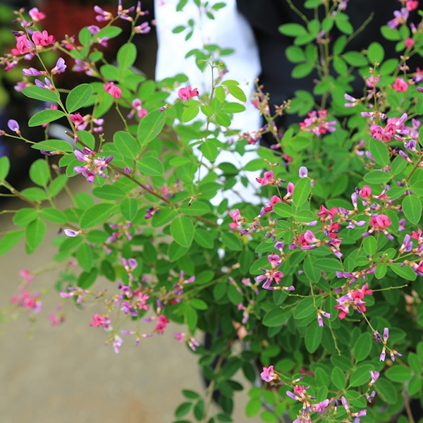 盆栽：屋久島萩(信楽焼鉢）*＜2026年開花終了＞はぎハギ秋鉢植え 鉢花