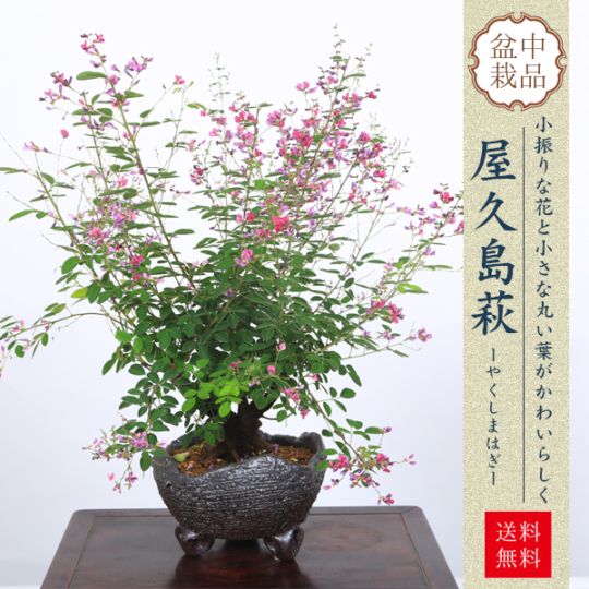 盆栽：屋久島萩(信楽焼鉢）*＜2026年開花終了＞はぎハギ秋鉢植え 鉢花