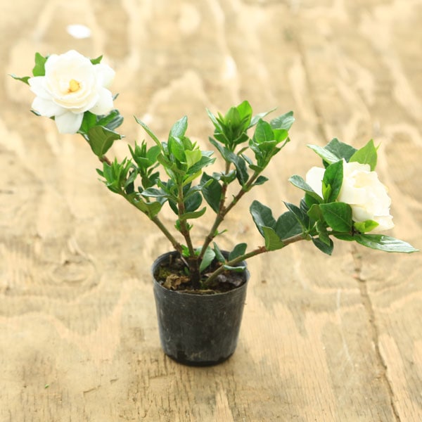 ġʥҡˡ2.5ۡȬź餭/ʤ